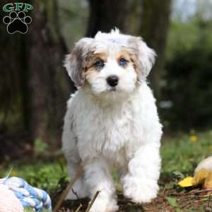 Missy, Mini Bernedoodle Puppy